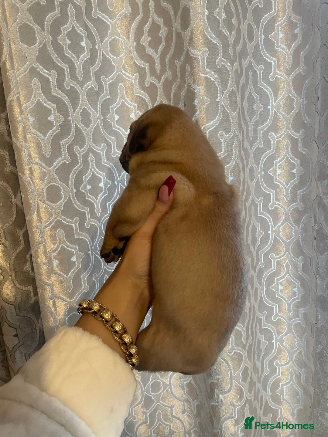 Dogue De Bordeaux dogs for sale: 3 beautiful dogue de bordeaux puppies for sale - Advert 6