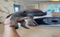 Mixed Breed dogs for sale: cane corso x doberman puppies - Image 5