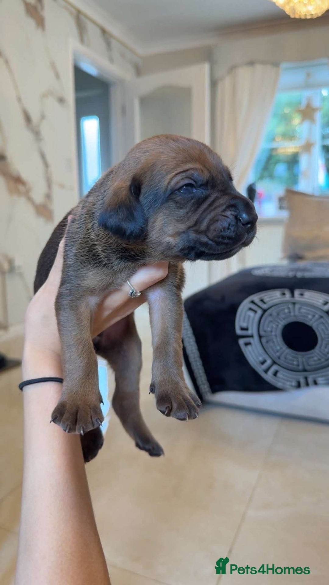 Mixed Breed dogs for sale: cane corso x doberman puppies - Image 5