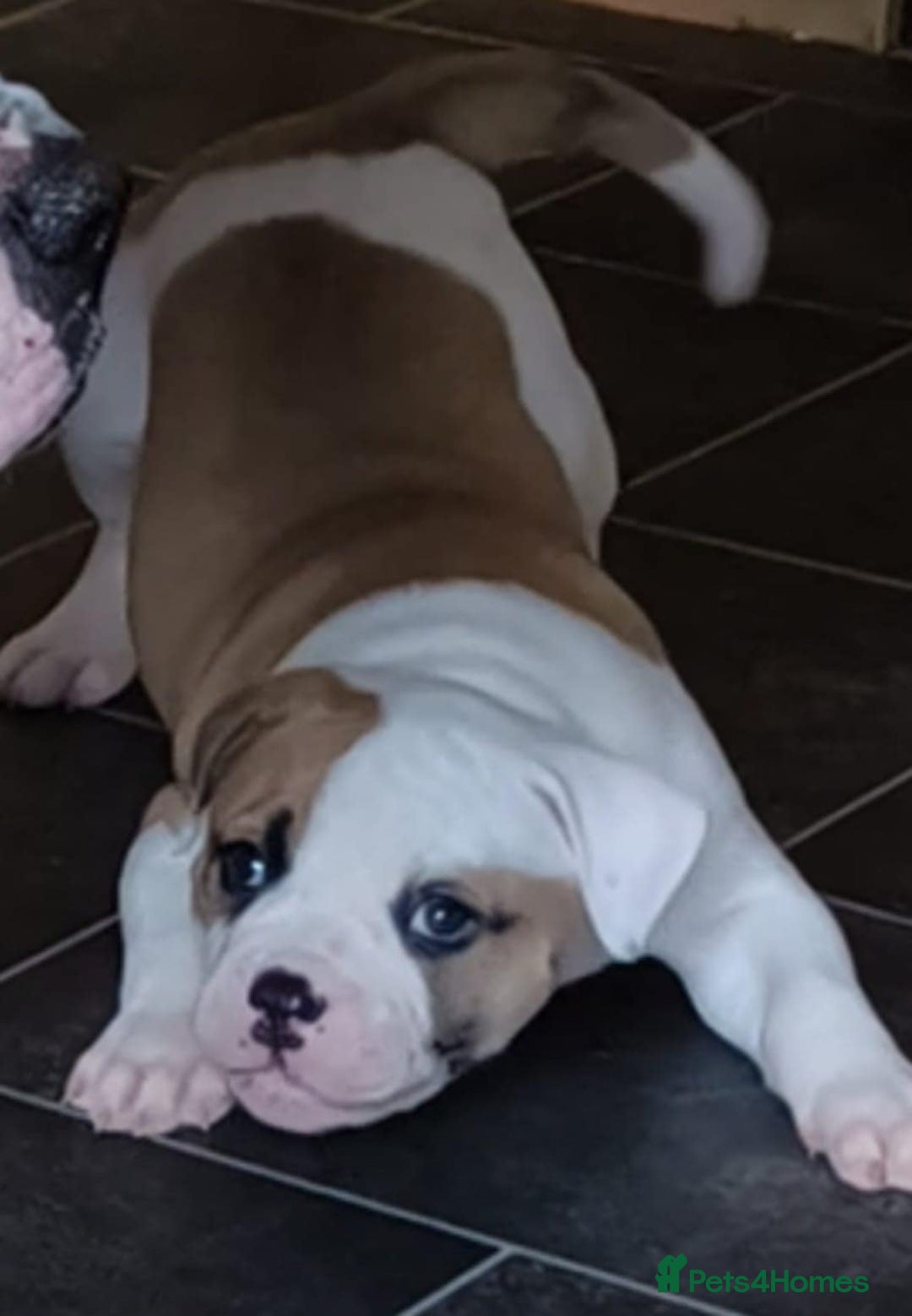 American Bulldog dogs for sale: American bulldog puppy female - Image 11