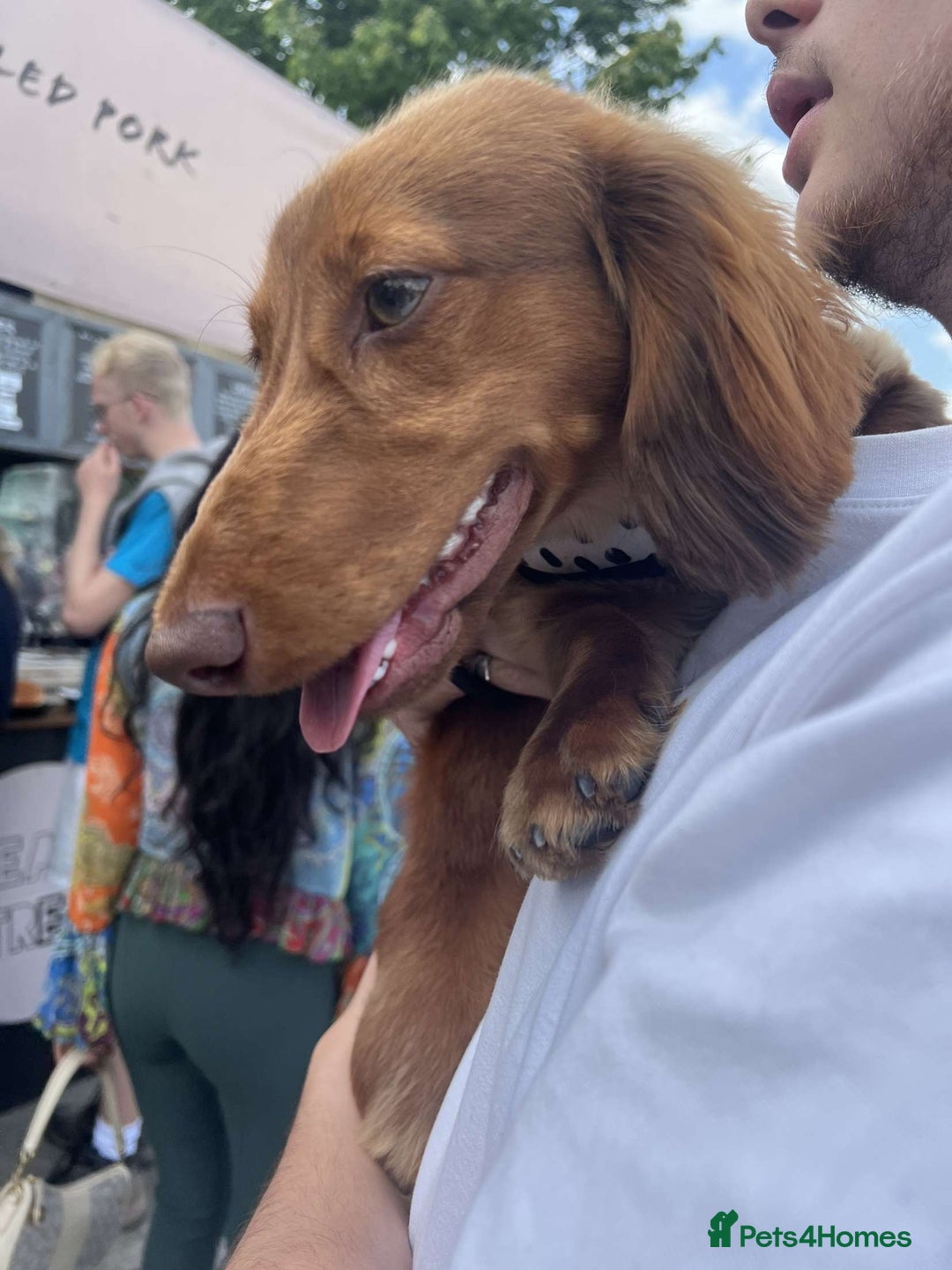 Miniature Dachshund dogs for sale: Miniature longhaired dachshund puppies  - Advert 4