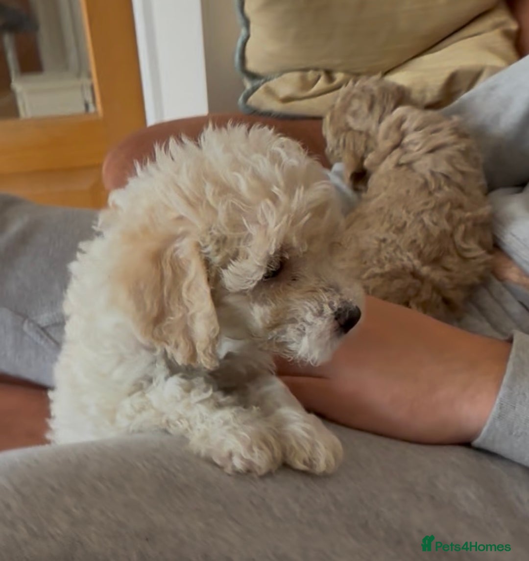 Poochon dogs for sale: Tiny farm bred teddy bear bundles of fun !  - Image 23