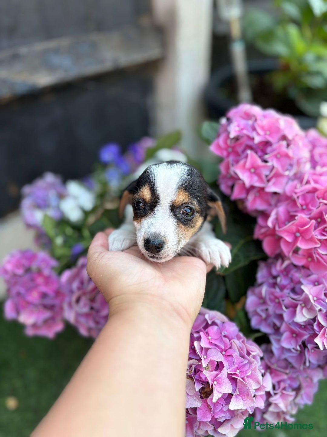 Jack Russell dogs for sale: 2 beautiful Jack Russell puppy girls left  - Image 3