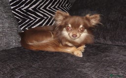 Chihuahua dogs for sale: Long coated Chihuahua adults rehome  - Image 7