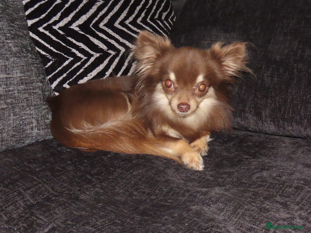 Chihuahua dogs for sale: Long coated Chihuahua adults rehome  - Image 7