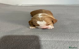 Cocker Spaniel dogs for sale: Cocker Spaniel Puppies - Advert 7