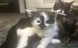 Mixed Breed cats for sale: Soft, Sweet, and Full of Fun…. - Advert 9