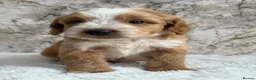 Cockapoo dogs for sale: Health tested F1 cockapoo puppies 🐶  - Advert 17