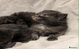 Maine Coon cats for sale: Maine Coon crossed Ragdoll kittens - Image 3