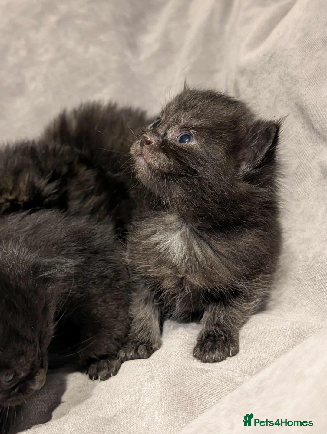 Maine Coon cats for sale: Maine Coon crossed Ragdoll kittens - Image 3