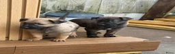 Mixed Breed dogs for sale: 12 gorgeous puppies , READY TO VEIW - Advert 11