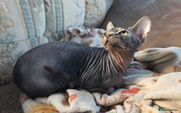 Sphynx cats for sale: 5 month old blue tabby sphynx kitten - Advert 9