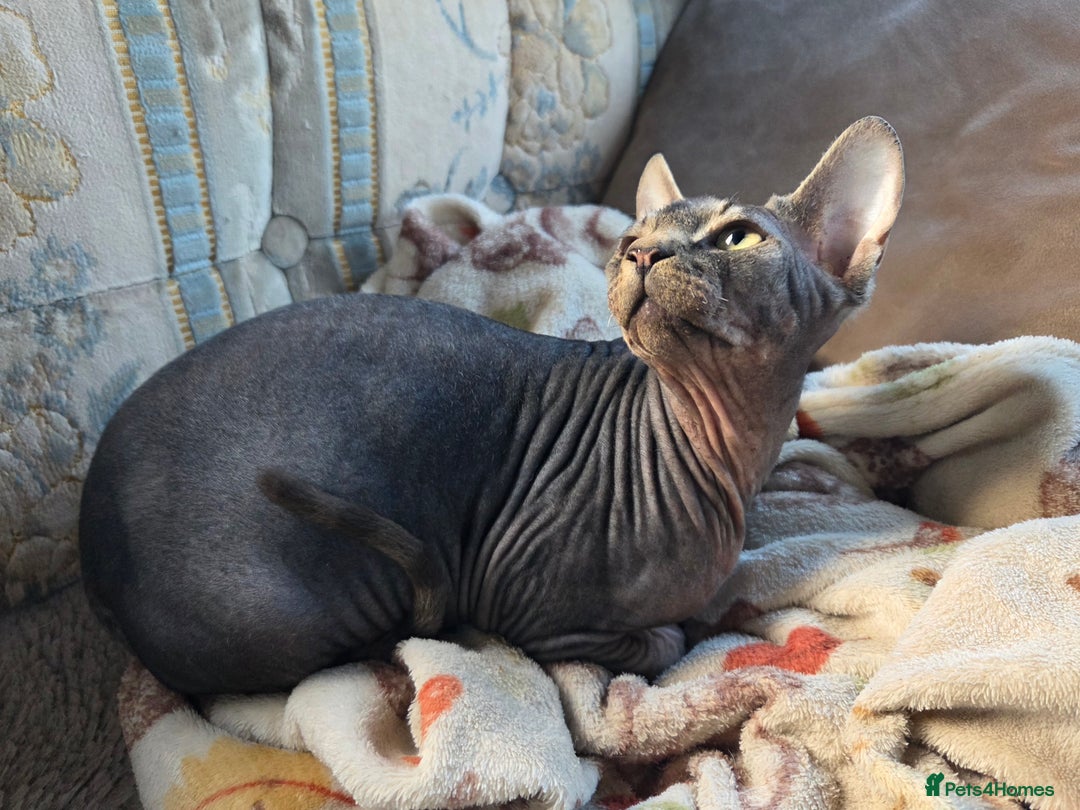 Sphynx cats for sale: 5 month old blue tabby sphynx kitten - Advert 9