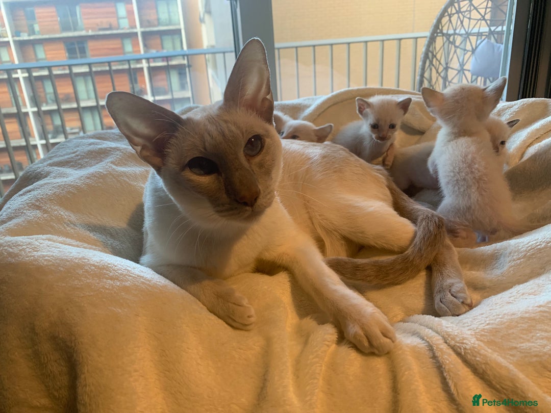 Tonkinese cats for sale: 5 Tonkinese kittens - Advert 11