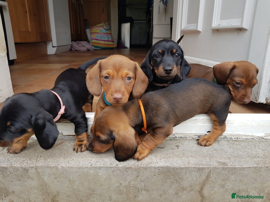 Dachshund dogs for sale: READY NOW Dachshund Puppies - Image 22