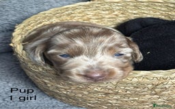 Dachshund dogs for sale: Miniature short haired Dapple dachshund puppies - Image 3
