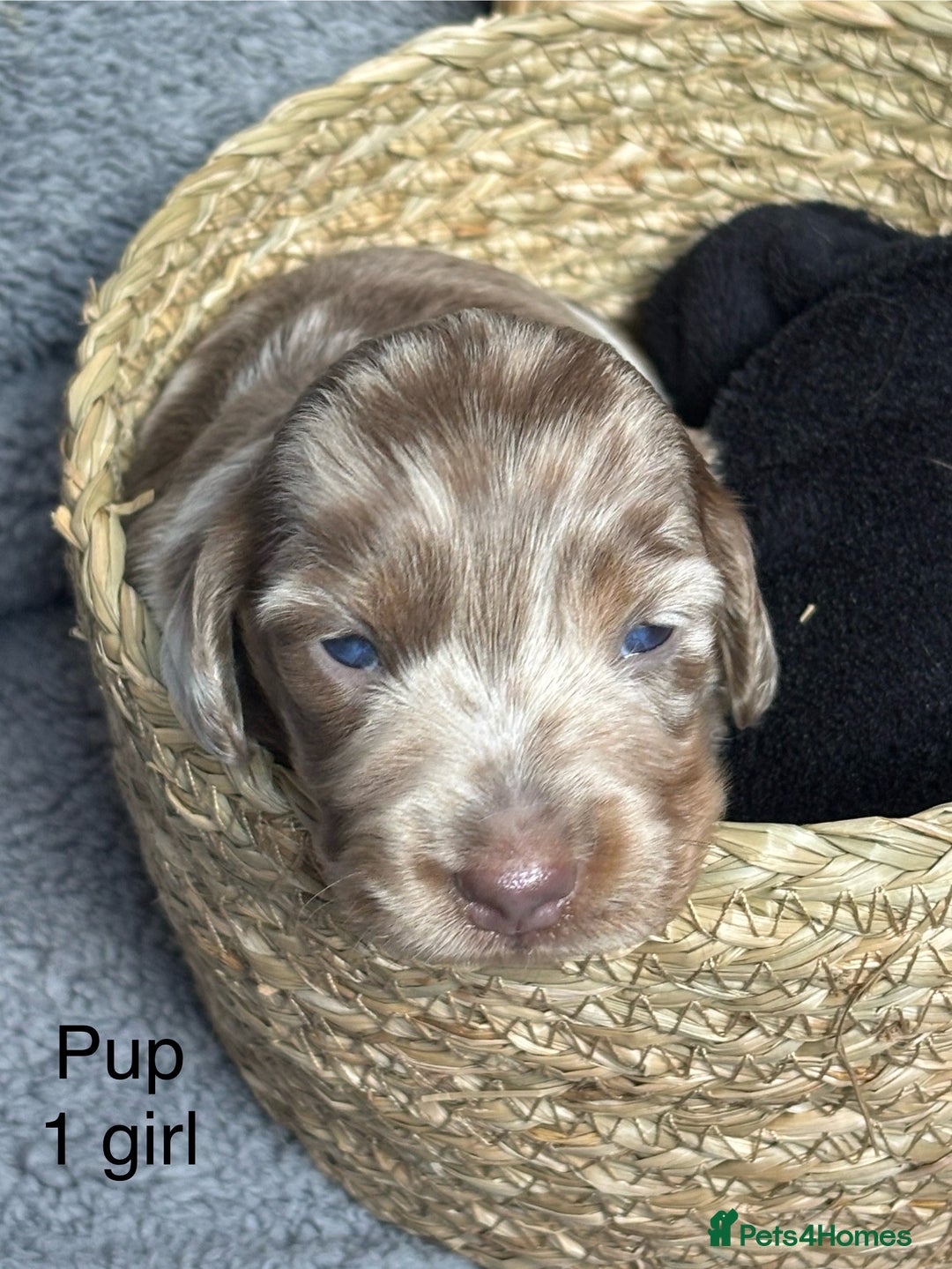 Dachshund dogs for sale: Miniature short haired Dapple dachshund puppies - Image 3
