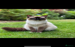Ragdoll cats for sale: 2 Ragdoll cross Siberian  - Image 1