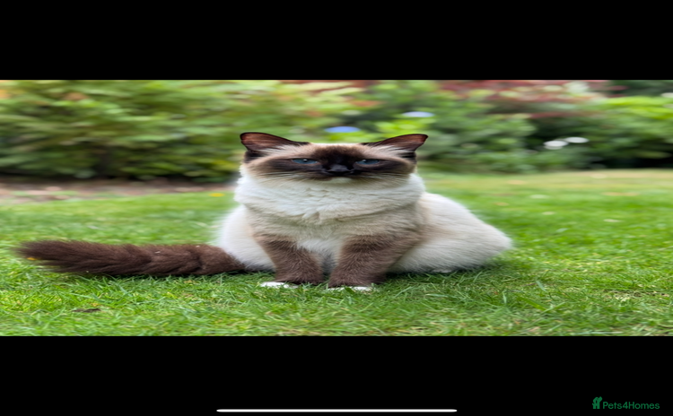 Ragdoll cats - Advert 7
