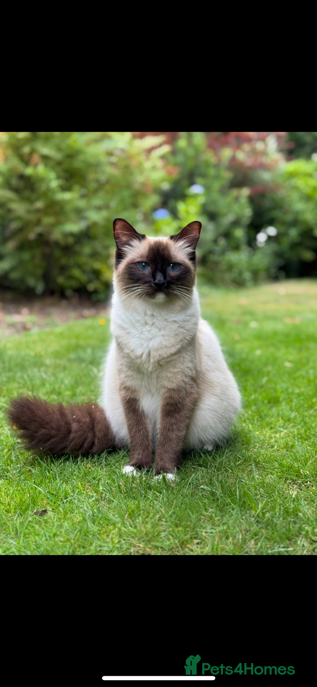 Ragdoll cats for sale: 2 Ragdoll cross Siberian  - Image 1