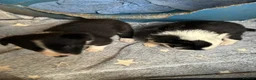 Border Collie dogs for sale: Gorgeous border collie puppies  - Advert 5