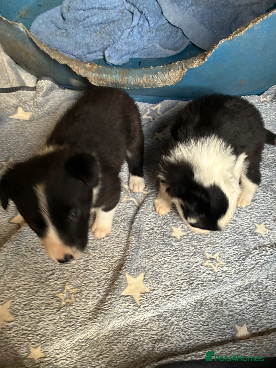 Border Collie dogs for sale: Gorgeous border collie puppies  - Advert 5