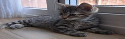 Russian Blue cats for sale: 🐾 Stunning 9 weeks Russian Blue X Tabby Kittens - Advert 16