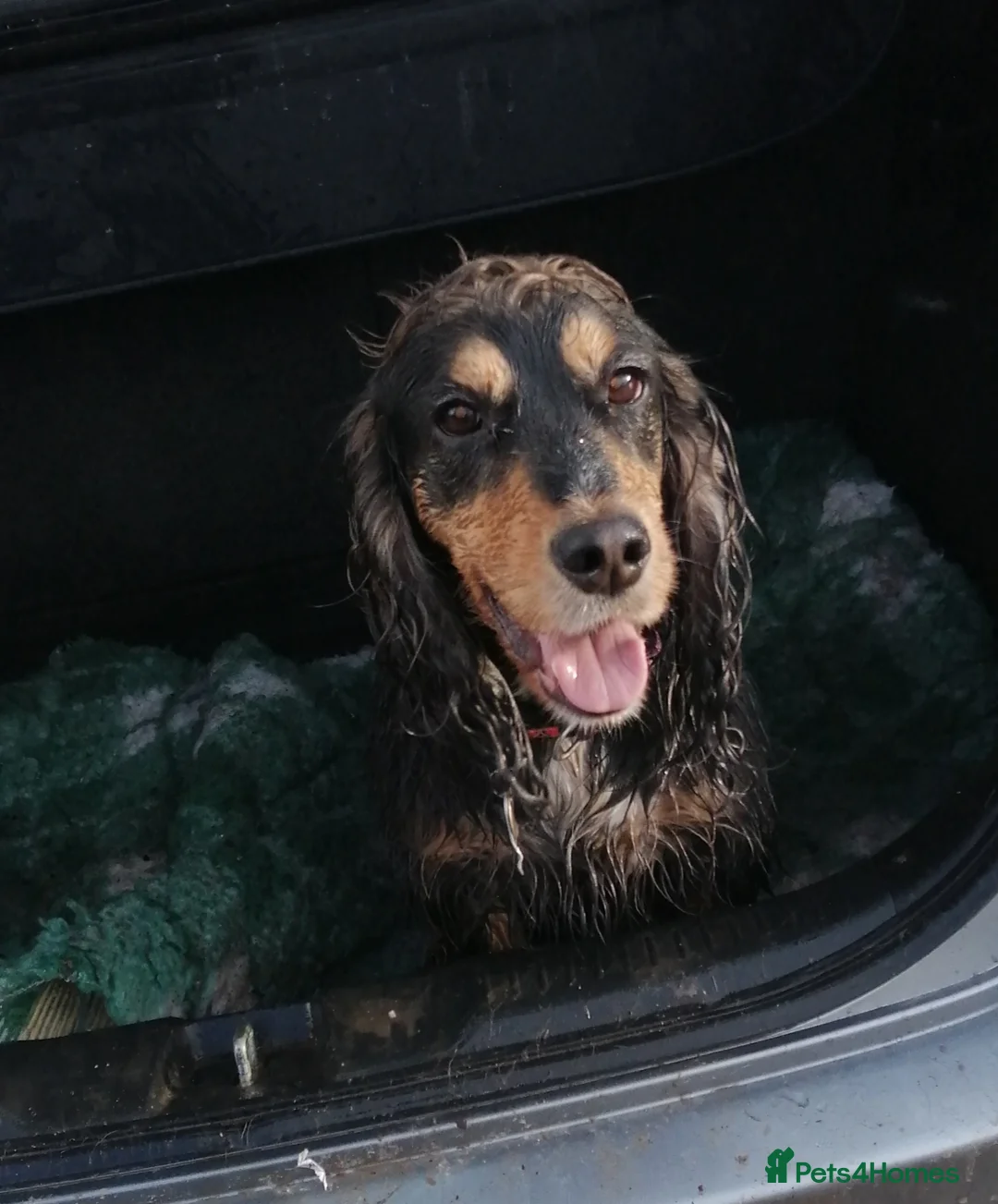 Cocker Spaniel dogs for sale: Cocker spaniel puooys - Advert 17