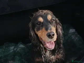 Cocker Spaniel dogs Cocker spaniel puooys - Advert 2