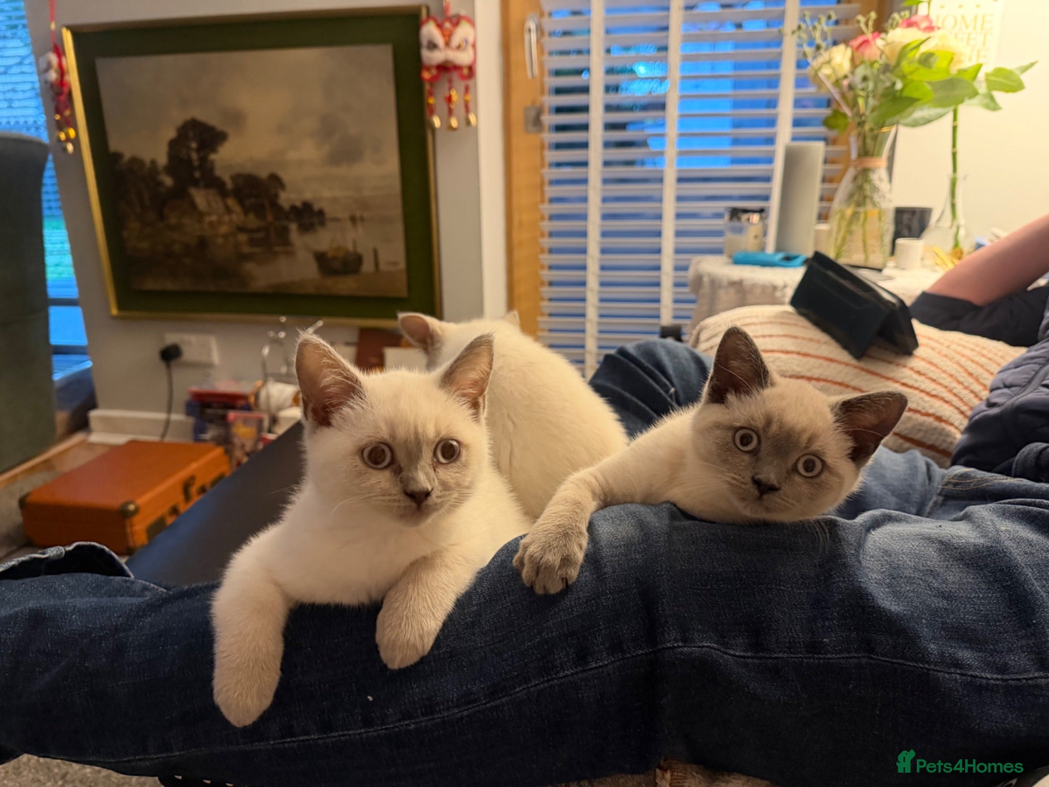 British Shorthair cats sweet gentle British Shorthair silky coat Kittens - Advert 4