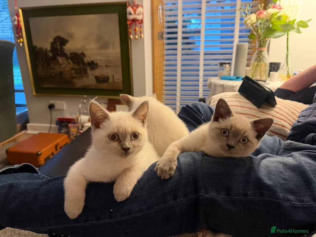 British Shorthair cats for sale: sweet gentle British Shorthair silky coat Kittens - Advert 1