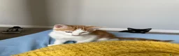 Mixed Breed cats for sale: Beautiful Kittens for Sale - Advert 22