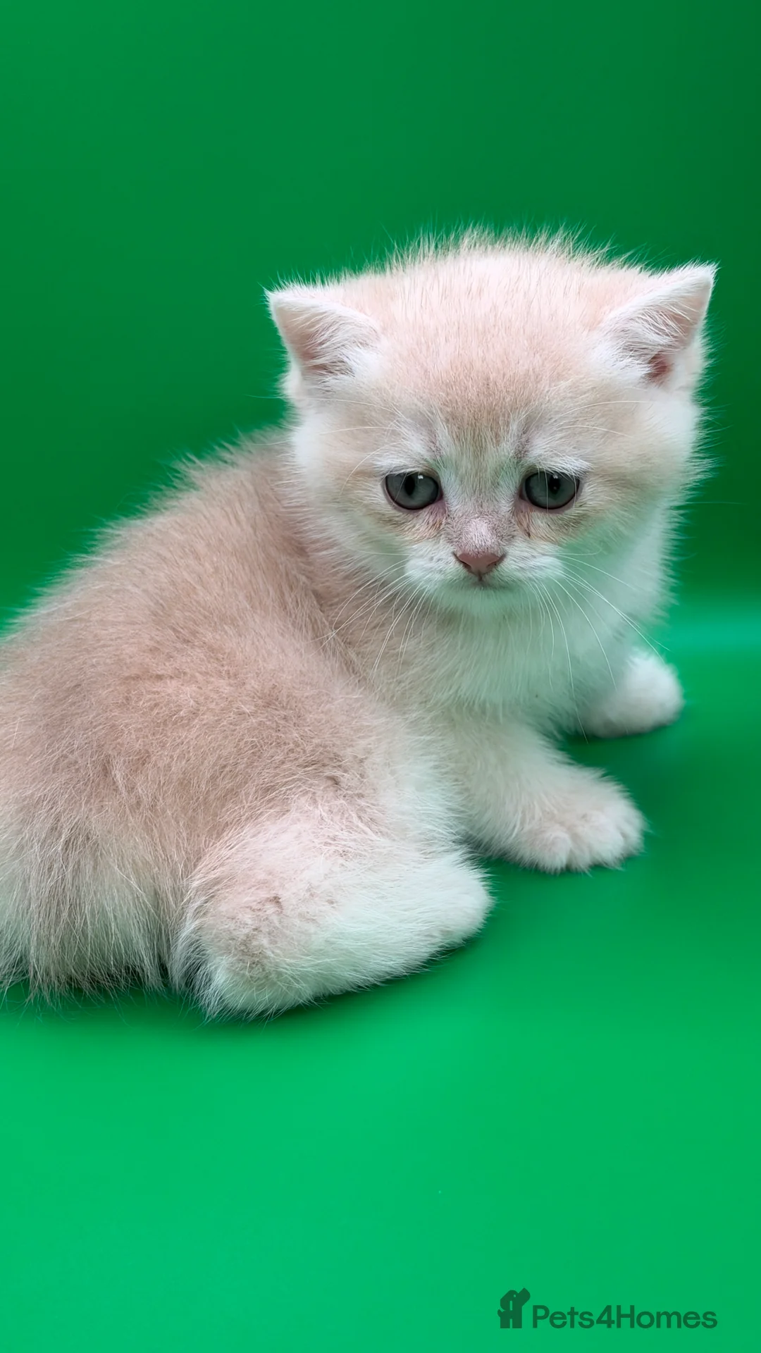 British Shorthair cats for sale: BSH GCCF GOLDEN AND LILAC KITTENS  in Basildon - Advert 40