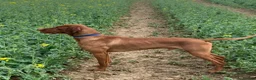 Hungarian Vizsla dogs for stud: Proven Hungarian championship blood line in Llantwit Major - Advert 12