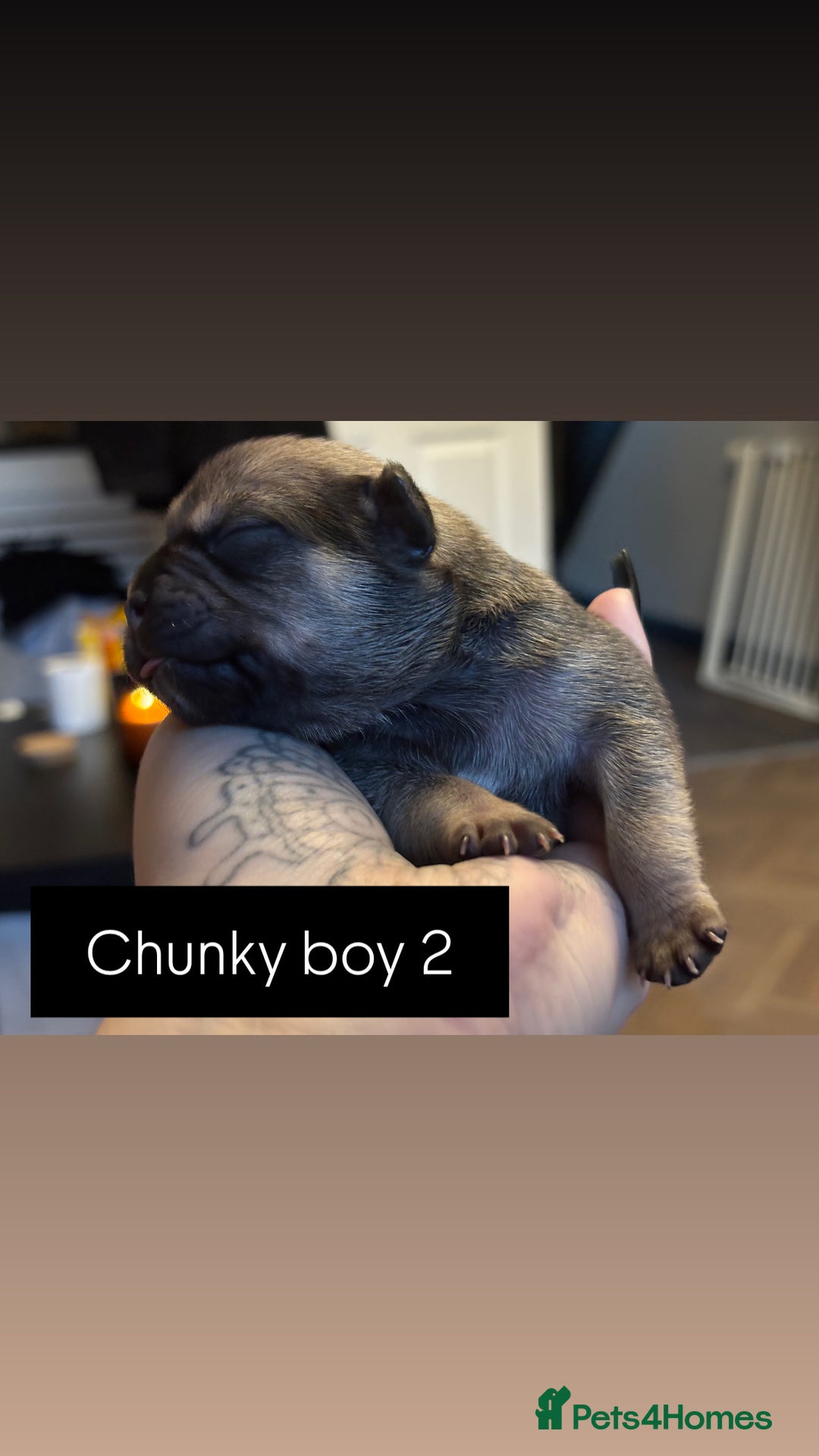 Mixed Breed dogs for sale: Puppies for sale - Advert 13