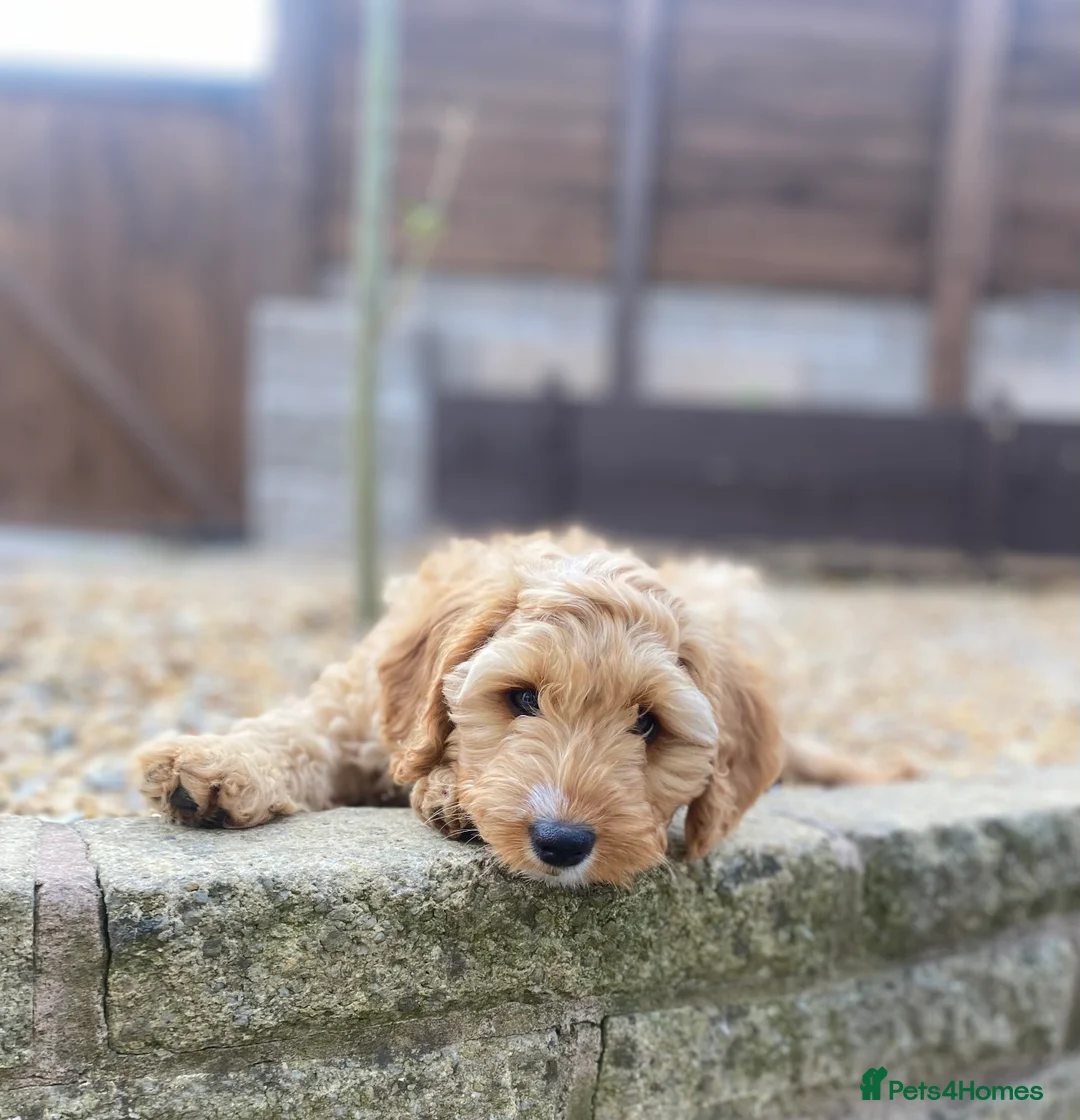 Cockapoo dogs for sale: Lailani 11 month old apricot F1 cockerpoo - Advert 9