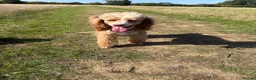 Miniature Poodle dogs for stud: 🐾 HUGO — KC REGISTERED MINIATURE POODLE STUD DOG in Stevenage - Advert 2