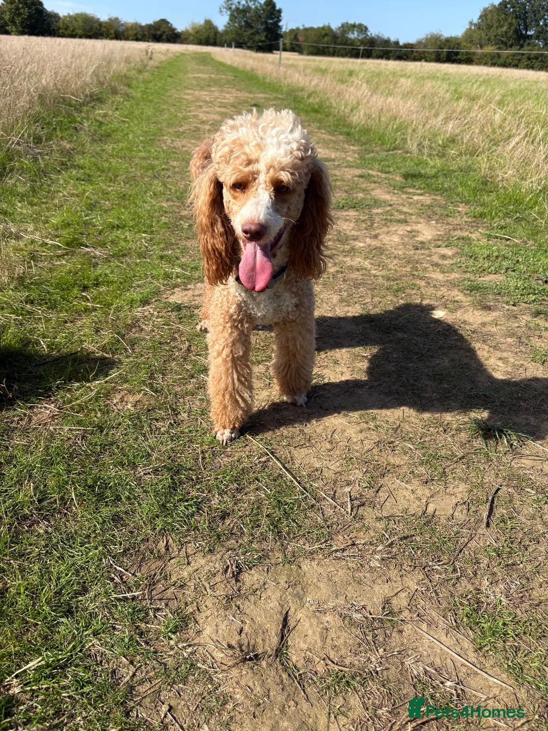 Miniature Poodle dogs for stud: 🐾 HUGO — KC REGISTERED MINIATURE POODLE STUD DOG in Stevenage - Advert 2