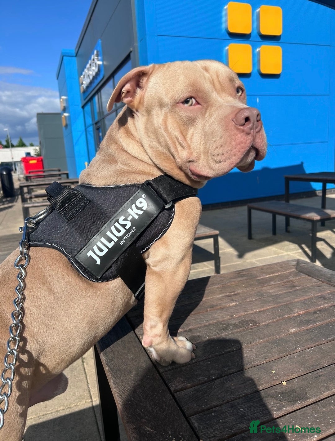 American Bully dogs for sale: For rehome - Image 2