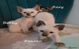 Siamese cats for sale: 8 super soft purebred GCCF reg Siamese - Image 7