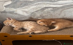 Scottish Fold cats for sale: Adorable pedigree kittens - Image 2