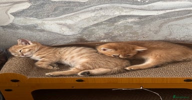 Scottish Fold cats - Advert 2