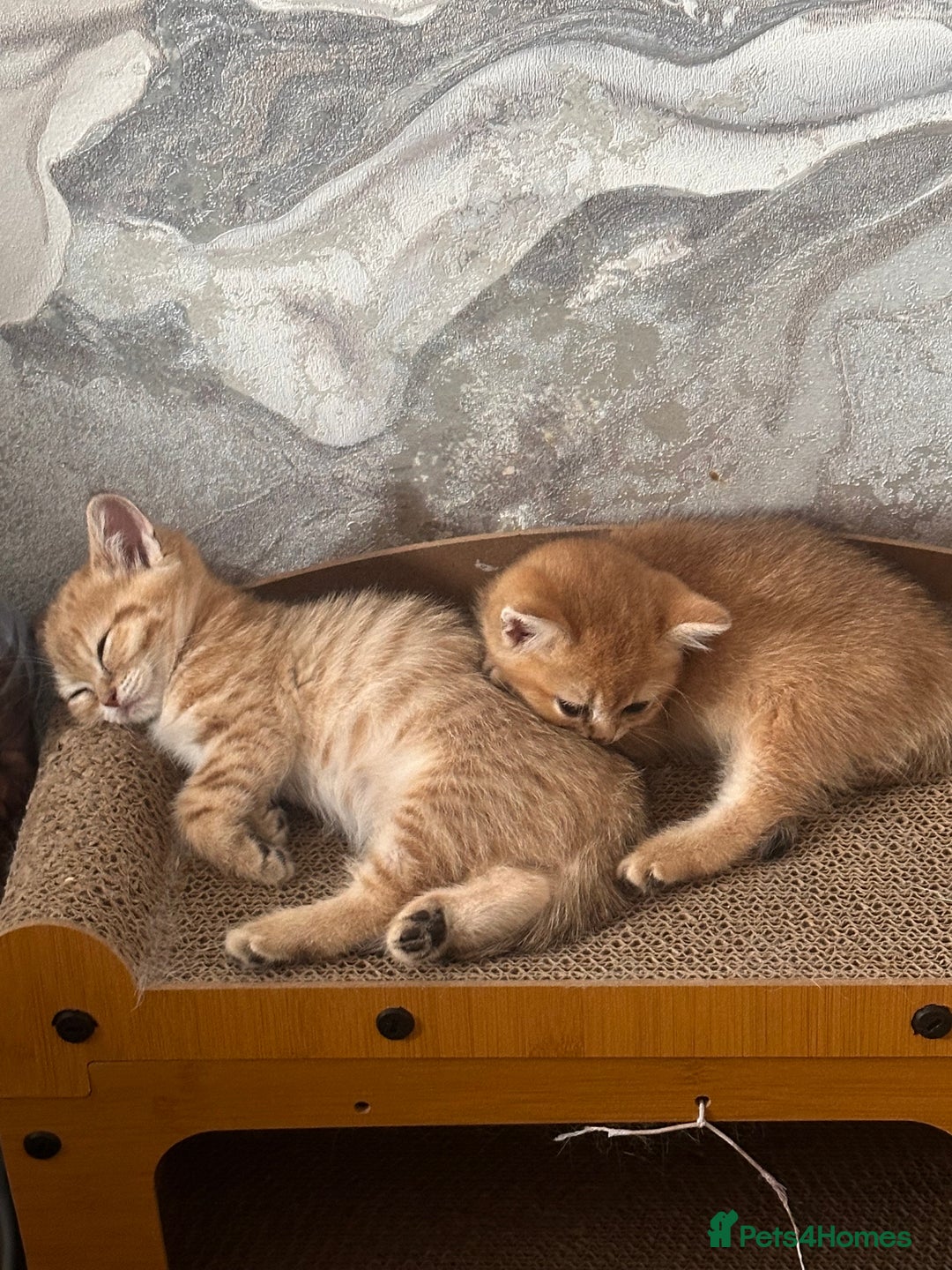Scottish Fold cats for sale: Adorable pedigree kittens - Image 2