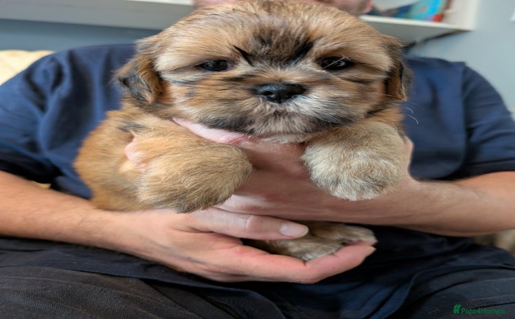 Shorkie dogs - Advert 2