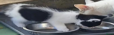 Domestic Shorthair 2