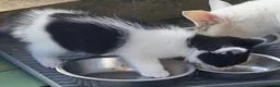 Domestic Shorthair cats for sale: 2 tabby girls 1 black white boy  for sale.  - Advert 4