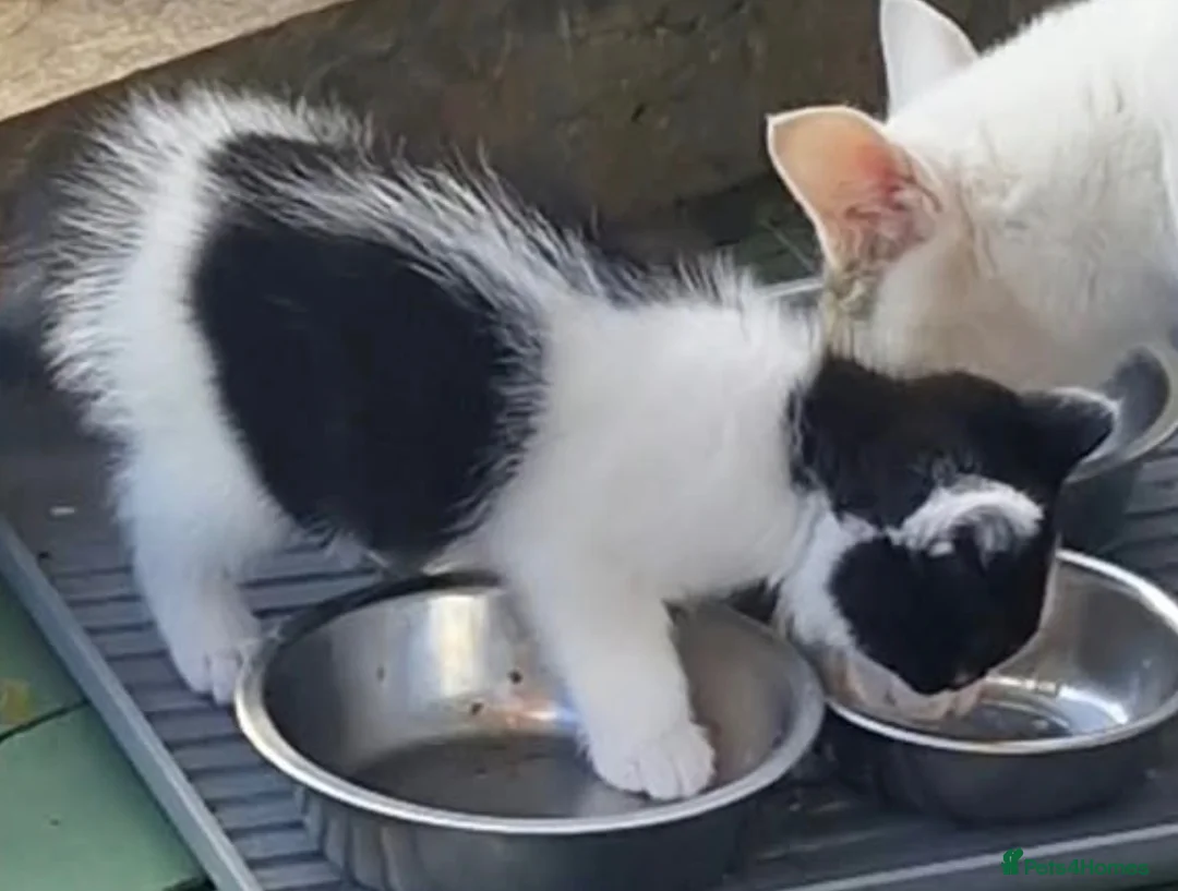 Domestic Shorthair cats for sale: 2 tabby girls 1 black white boy  for sale.  - Advert 4