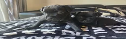 Patterdale Terrier dogs for sale: 2 x Female Patterdale Terrier Pups - Advert 7