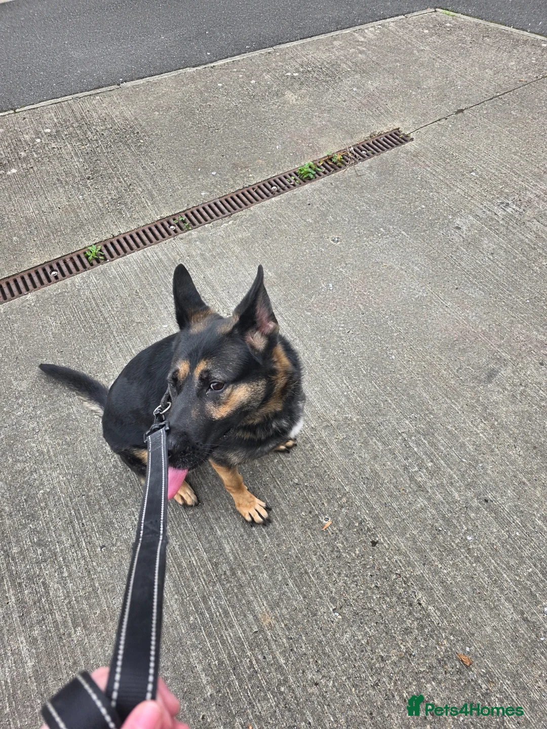 German Shepherd dogs for sale: Banshee the German Shepherd - Advert 2