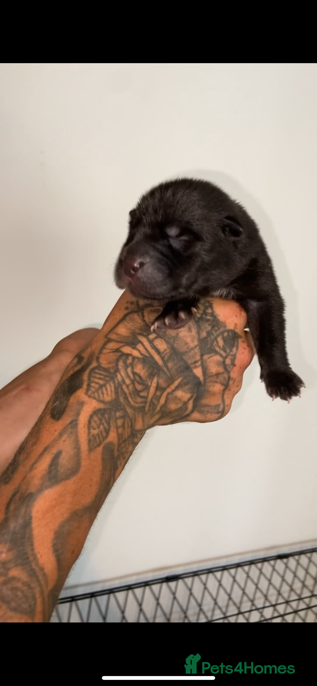 Mixed Breed dogs for sale: ⭐️Stunning Shar pei pups⭐️ - Image 4